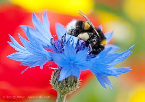 A bumblebee on top of a corn flower aginst a background of colored flowers