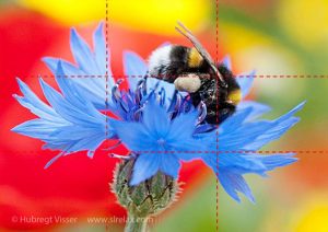 Bumblebee on a cornflower in front of poppy