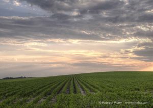 Green farmland in the sunset