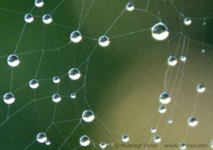 Detail of a spider web, photographed using an iso value of 3200.