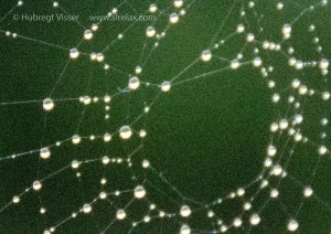 Detail of a spider web at ISO 12800.