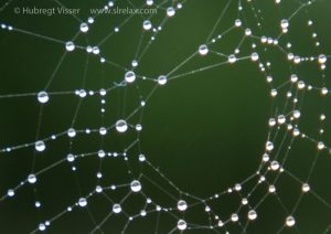 Detail of a spider web at ISO 200.