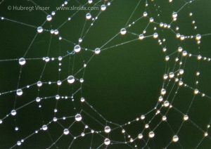 Detail of a spider web at ISO 800.
